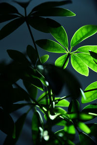 Close-up of plant