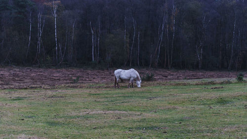 Horse in a field