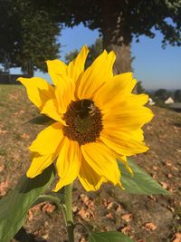 Close-up of yellow flower