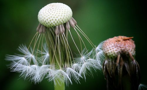 Close-up of dandelion against blurred background