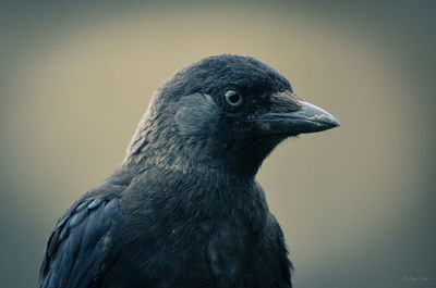 A portrait of a crow closeup