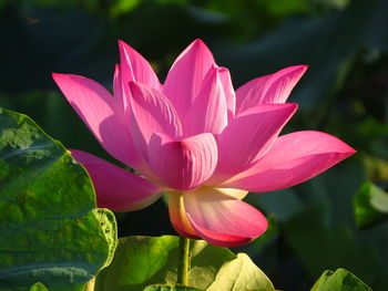 Close-up of pink lotus  in pond