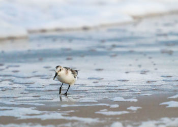 Sandpiper running away from the waves