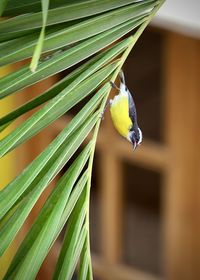 Close-up of parrot on plant