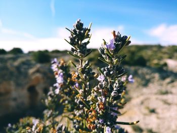 Close-up of purple flowering plant against sky