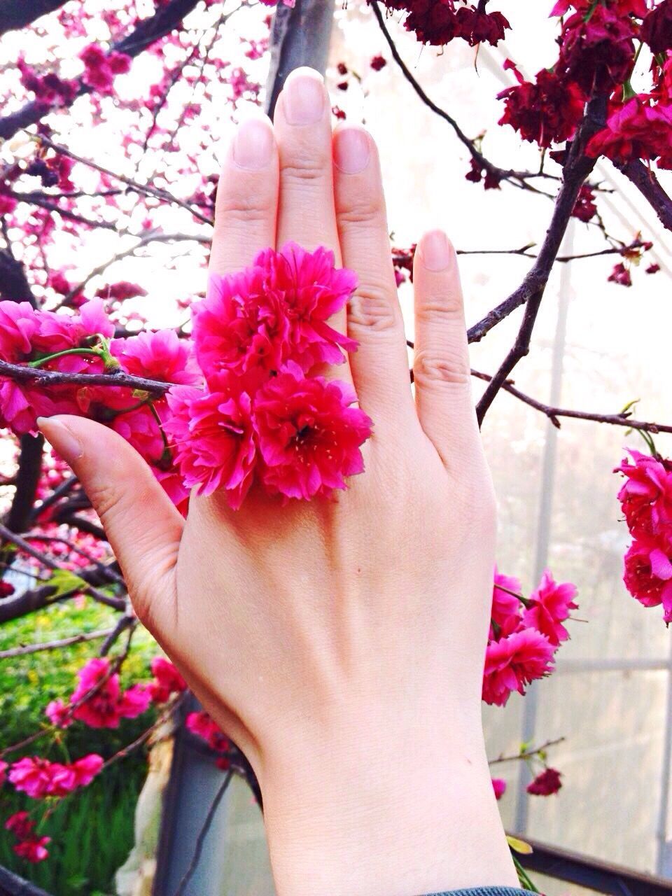 flower, person, pink color, part of, lifestyles, fragility, holding, freshness, leisure activity, petal, close-up, pink, cropped, personal perspective, flower head, human finger