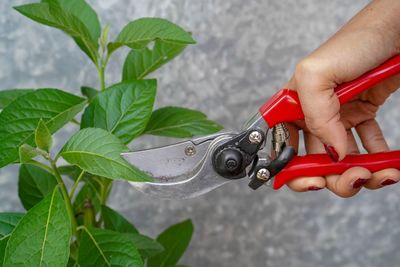 Cropped hand of woman cutting leaves with pliers