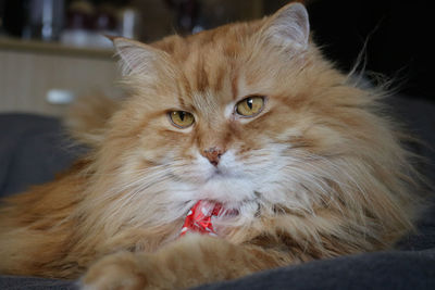Close-up of cat