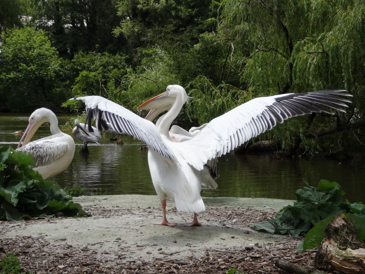 bird, animal themes, animals in the wild, white color, animal wildlife, spread wings, swan, tree, nature, day, lake, growth, water, outdoors, plant, no people, togetherness, beauty in nature