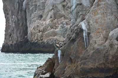 View of lizard on rock by sea