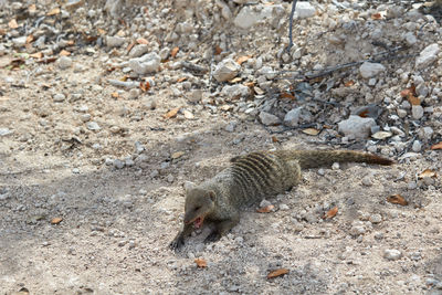 Banded mongoose in etosha national park