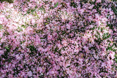 Full frame of pink flowers