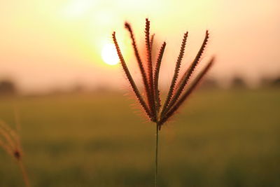 Close-up of stalks in field against orange sky