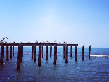 Wooden posts on pier over sea against clear blue sky