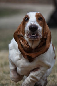 Close-up portrait of dog