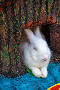 Close-up of rabbit