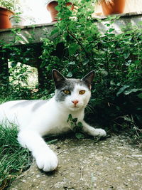 Portrait of cat in grass