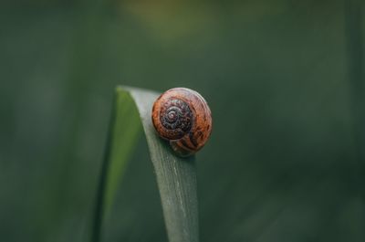 Close-up of snail on leaf