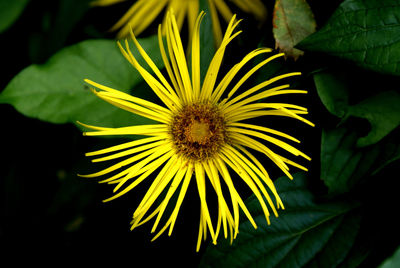 Close-up of yellow flowering plant