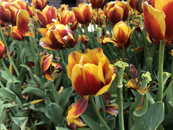 Close-up of orange tulips