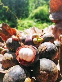 Close-up of fruits on ground