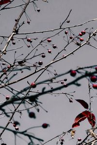 Low angle view of plant against sky