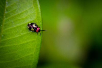 Close-up of insect on leaf