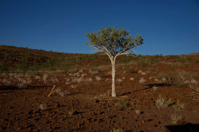 Tree on field against clear blue sky