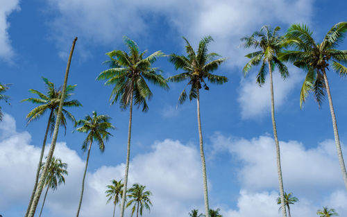 Low angle view of palm trees against sky