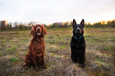 Portrait of a dog