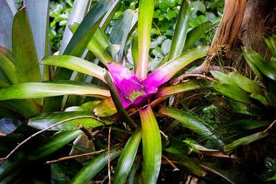 Close-up of purple flowers