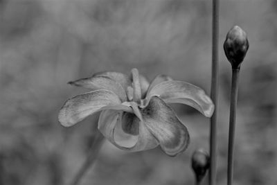 Close-up of flowers