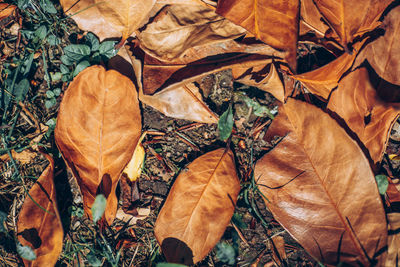 High angle view of dry maple leaves