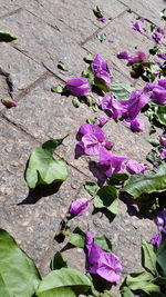 Close-up of purple flowers on plant