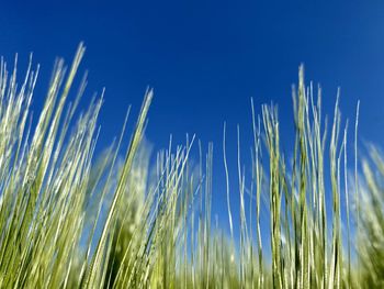 Low angle view of plants against blue sky