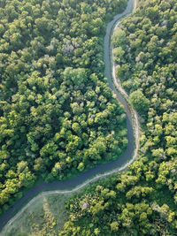 High angle view of trees and plants in forest