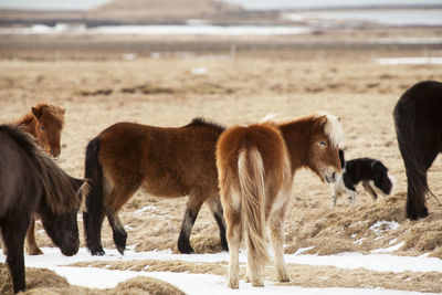 Icelandic horses on a meadow in spring