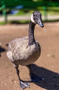 Close-up of a bird looking away