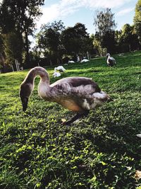 Ducks in a field