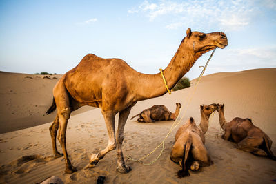 Camels in a desert