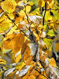 Close-up of yellow leaves on branch