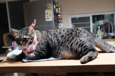 Close-up of cat lying on table