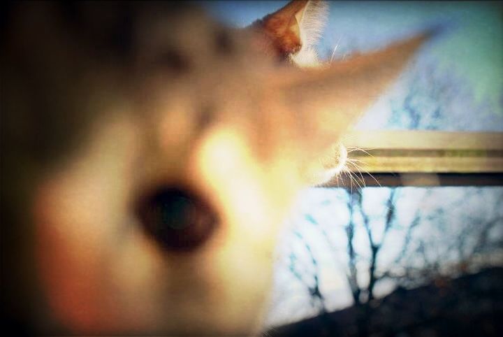 close-up, indoors, portrait, headshot, looking at camera, one person, auto post production filter, selective focus, part of, focus on foreground, human face, one animal, animal head, front view, domestic animals, pets, window, day, transfer print