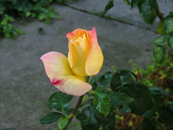 Close-up of yellow flower