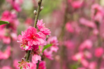 Close-up of pink flowers