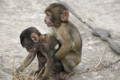 Two baby macaques playing on ground in gibraltar 