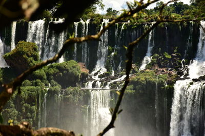 Low angle view of trees
