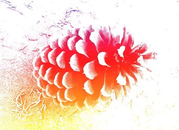 Close-up of red object on white background