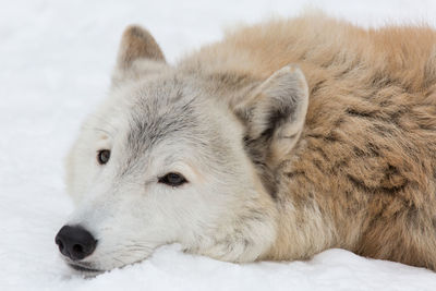 Close-up of a dog on snow