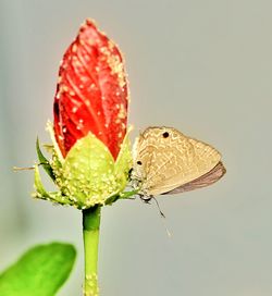 Close-up of butterfly on leaf